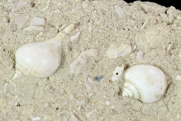 Eocene Fossil Gastropods (Globularia & Sycostoma) - Damery, France #103852